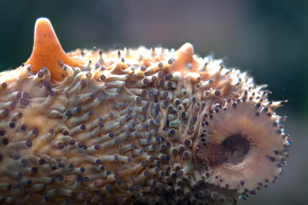 `Sea Cucumber´, © 2013 John K. Goodman